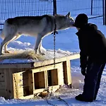 리조트 Old Pine Husky *