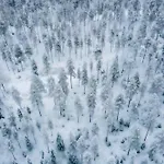 Old Pine Husky Sompujarvi