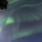 Old Pine Husky Sompujarvi