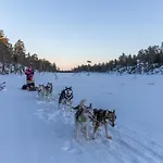 Old Pine Husky *
