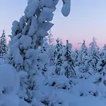 Old Pine Husky Resort