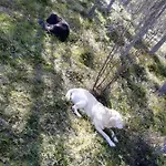Old Pine Husky * Sompujarvi