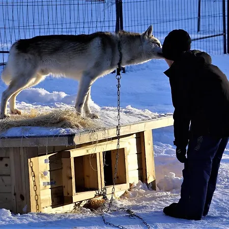 Resort Old Pine Husky *