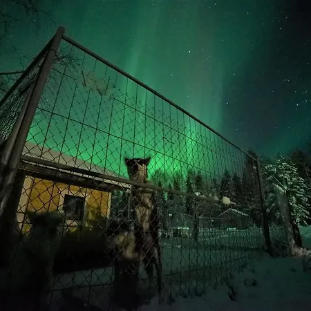 Old Pine Husky * Sompujarvi