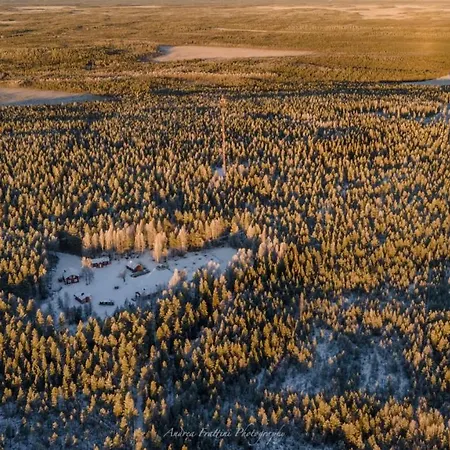 Old Pine Husky *