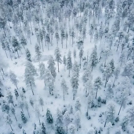 Old Pine Husky Sompujarvi