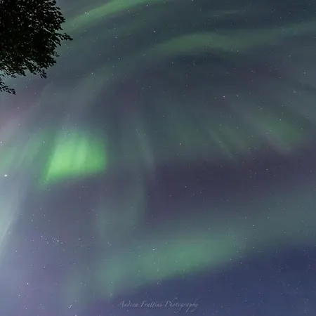 Old Pine Husky Sompujarvi