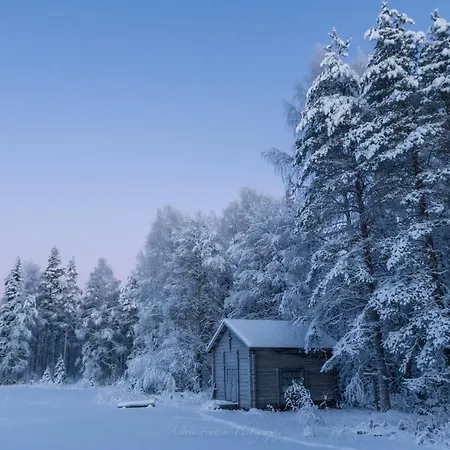 Old Pine Husky Sompujarvi