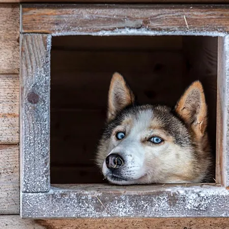 Rezort Old Pine Husky New Translation