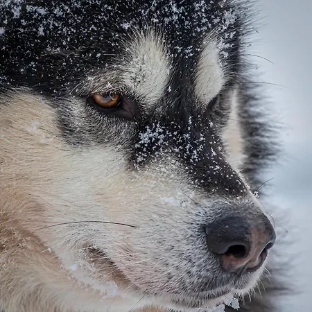 Rezort Old Pine Husky *