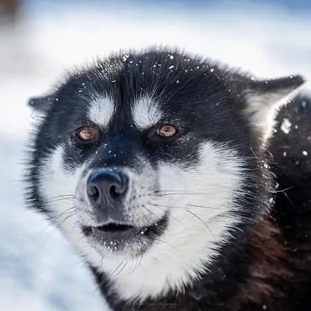 Old Pine Husky New Translation