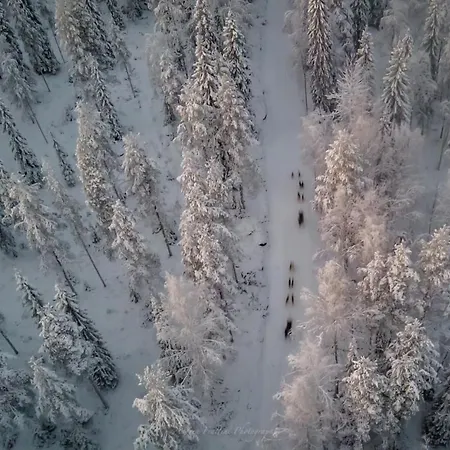 Resort Old Pine Husky