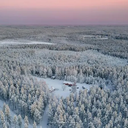 Old Pine Husky *