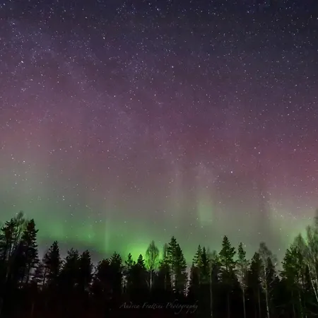 Old Pine Husky Sompujarvi