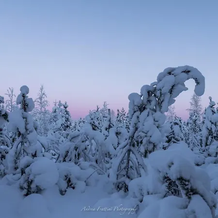 Old Pine Husky Resort