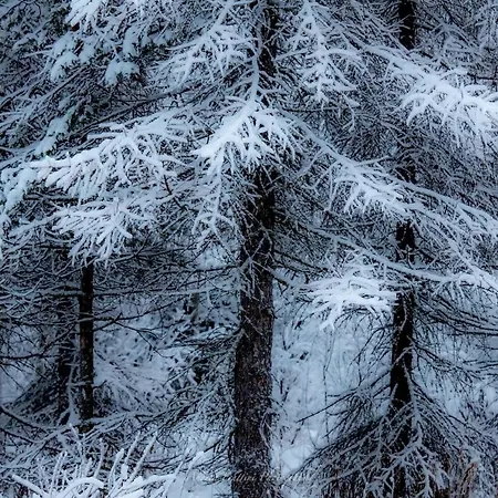 Old Pine Husky Resort