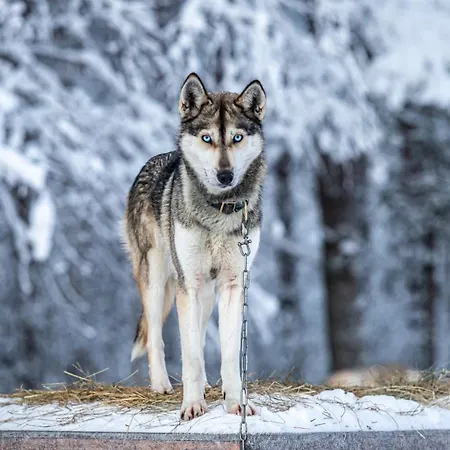Resort Old Pine Husky Sompujarvi