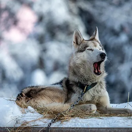 Old Pine Husky *