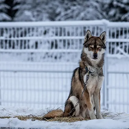 Old Pine Husky * Sompujarvi