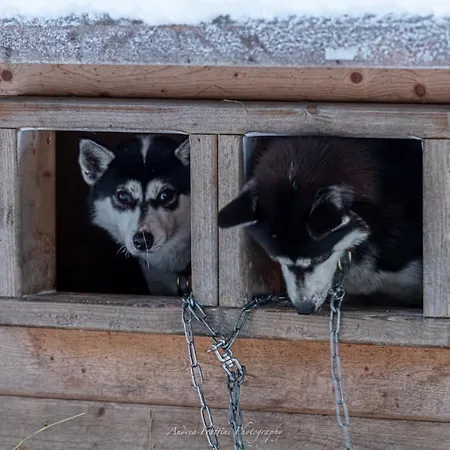 Resort Old Pine Husky