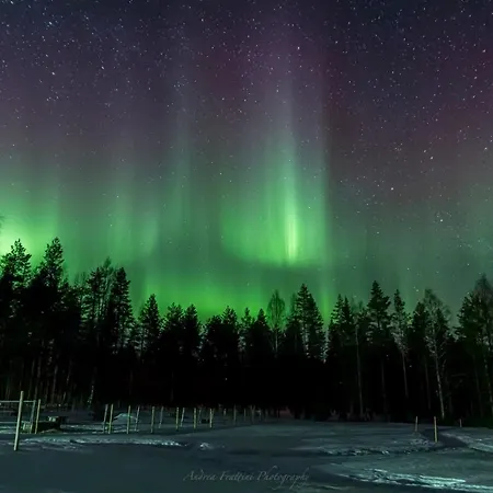 Lomakeskus Old Pine Husky *