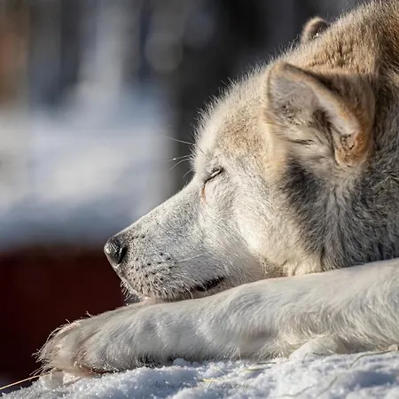 Old Pine Husky *