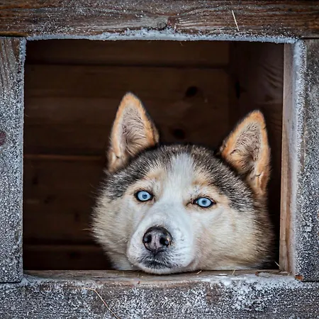 Old Pine Husky Rezort