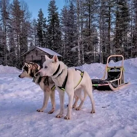 Resort Old Pine Husky *