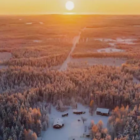 Old Pine Husky * Sompujarvi
