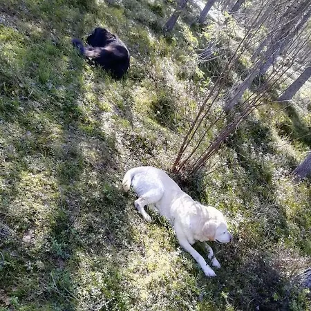 Old Pine Husky * Sompujarvi