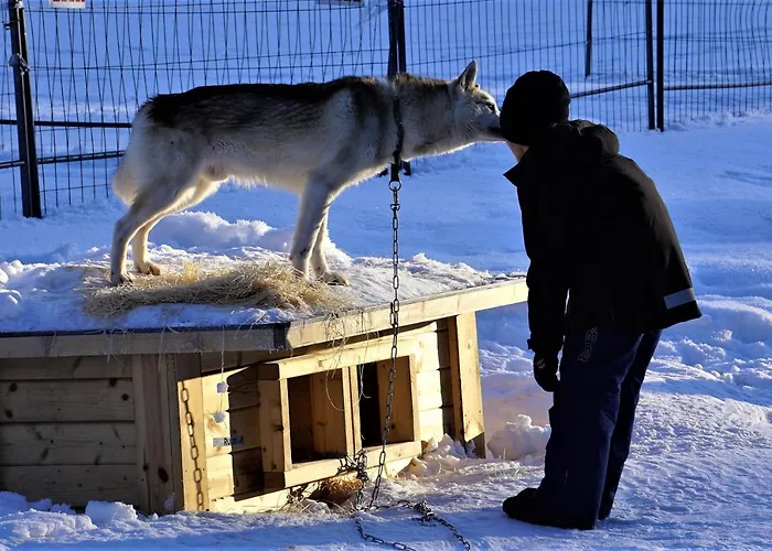 Resort Old Pine Husky *