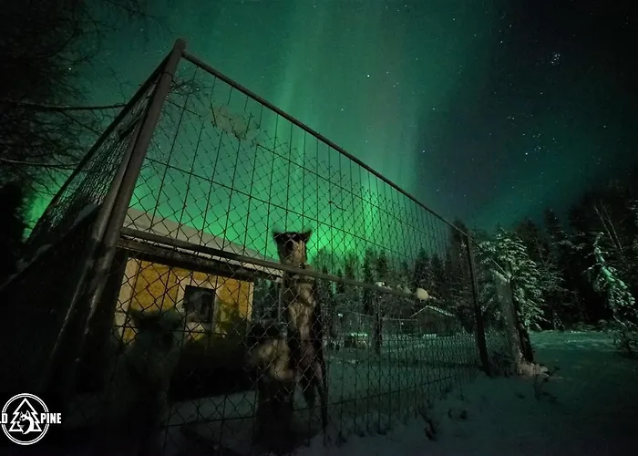 Old Pine Husky * Sompujarvi