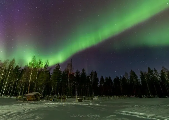 Resort Old Pine Husky