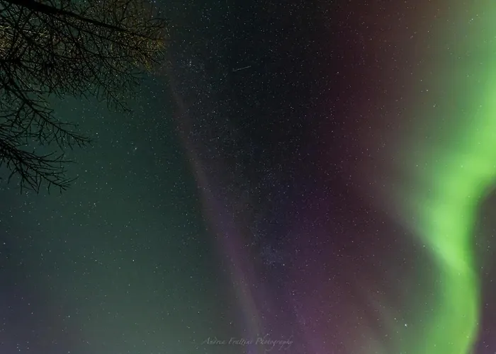 Resort Old Pine Husky *