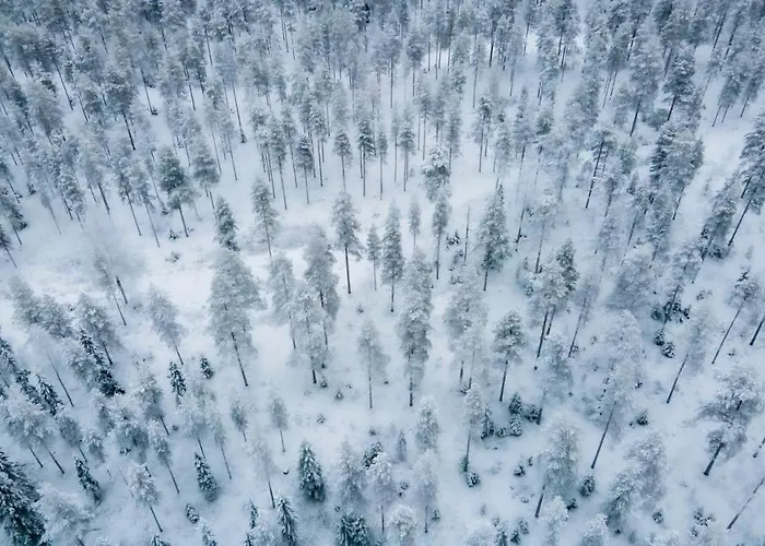 Old Pine Husky Sompujarvi