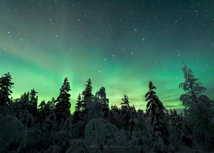 Old Pine Husky Resort *