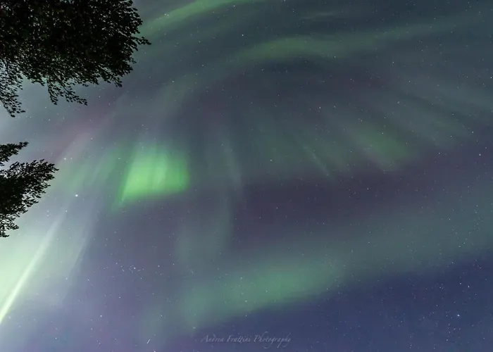 Old Pine Husky Sompujarvi