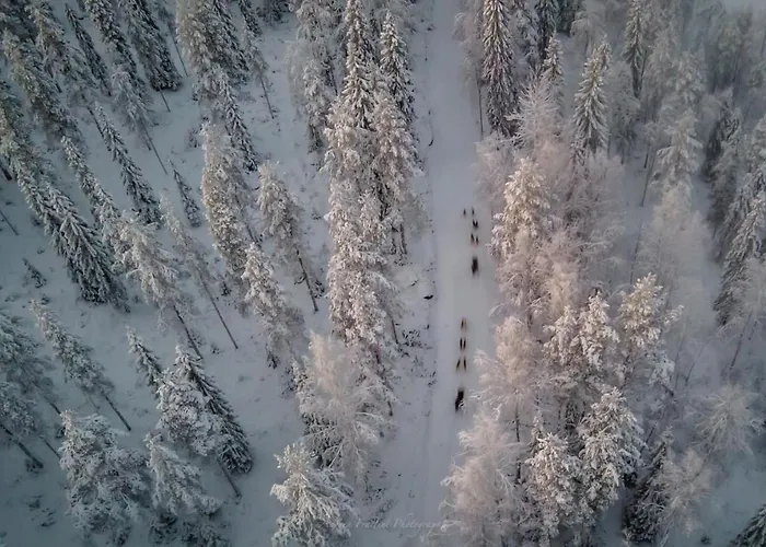 Resort Old Pine Husky