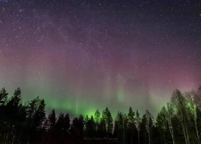 Old Pine Husky Sompujarvi