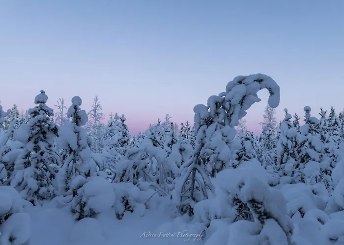 Old Pine Husky Resort