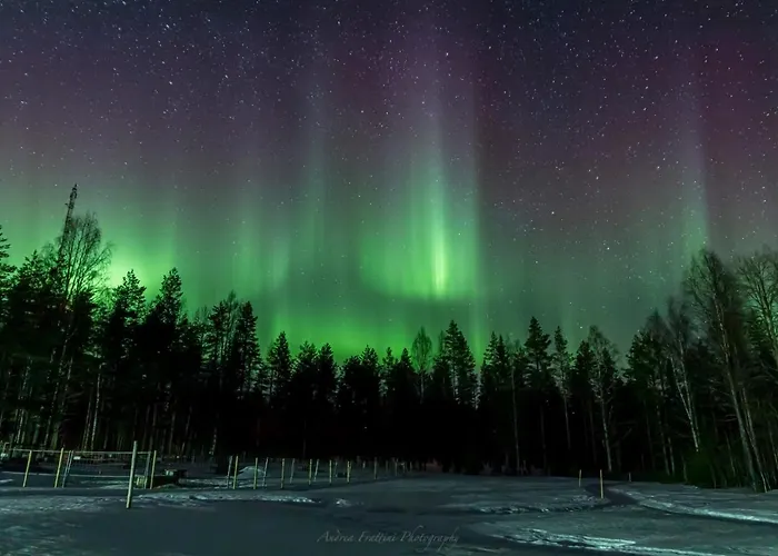 Resort Old Pine Husky *