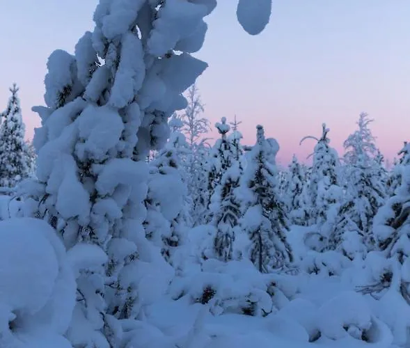 Old Pine Husky Resort