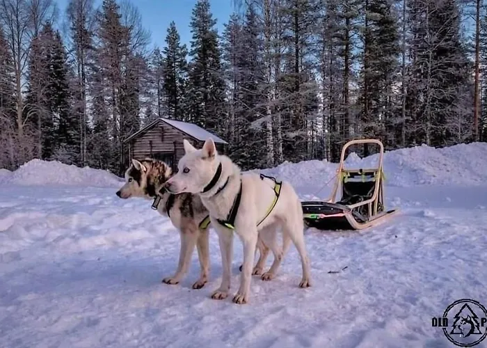 Resort Old Pine Husky *