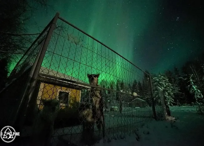 Old Pine Husky Sompujarvi