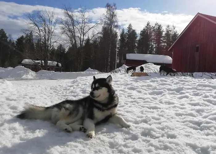 Resort Old Pine Husky *