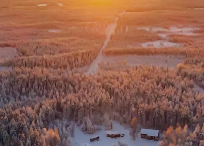 Old Pine Husky * Sompujarvi